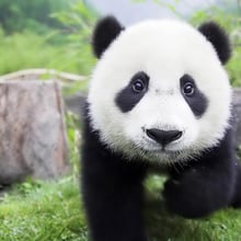 panda66