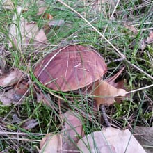 Babcia Emilki