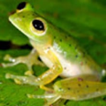 G. Baziukiewicz