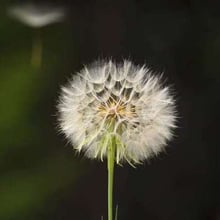 A.