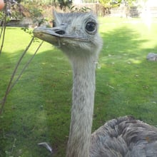 patkaherbatka