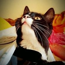 kat
