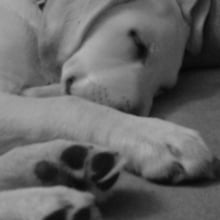 FAROtheDOG