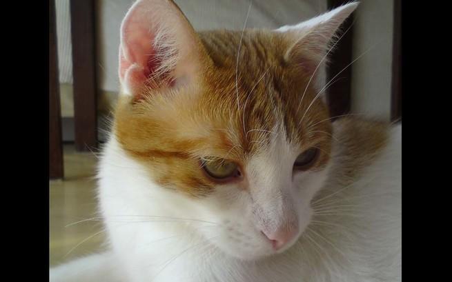 Izabela Lietz-Sikora