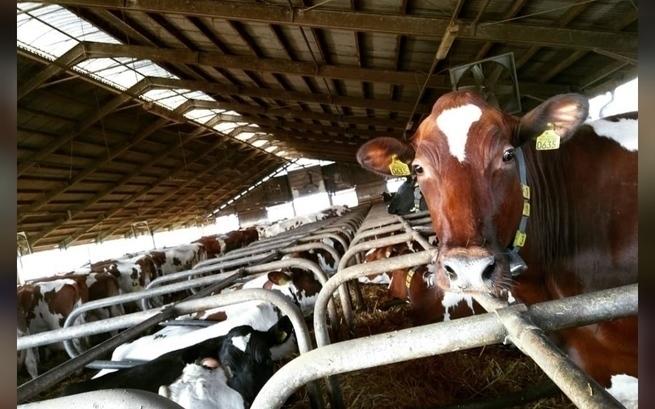 agnieszka.kamfonik@wp.pl