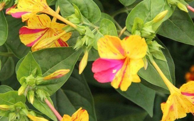 Krystyna Monika Rafał