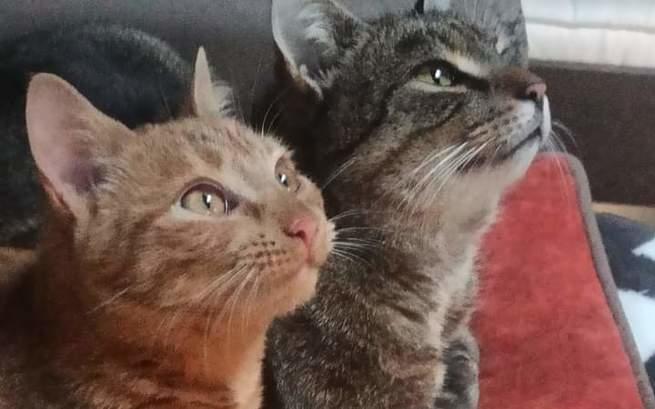 Agnieszka Chmielecka