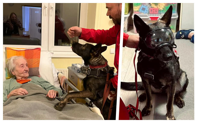 Wsparcie dla psów GRS PCK Trójmiasto