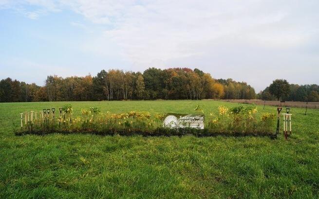 100 mln drzew dla Polski