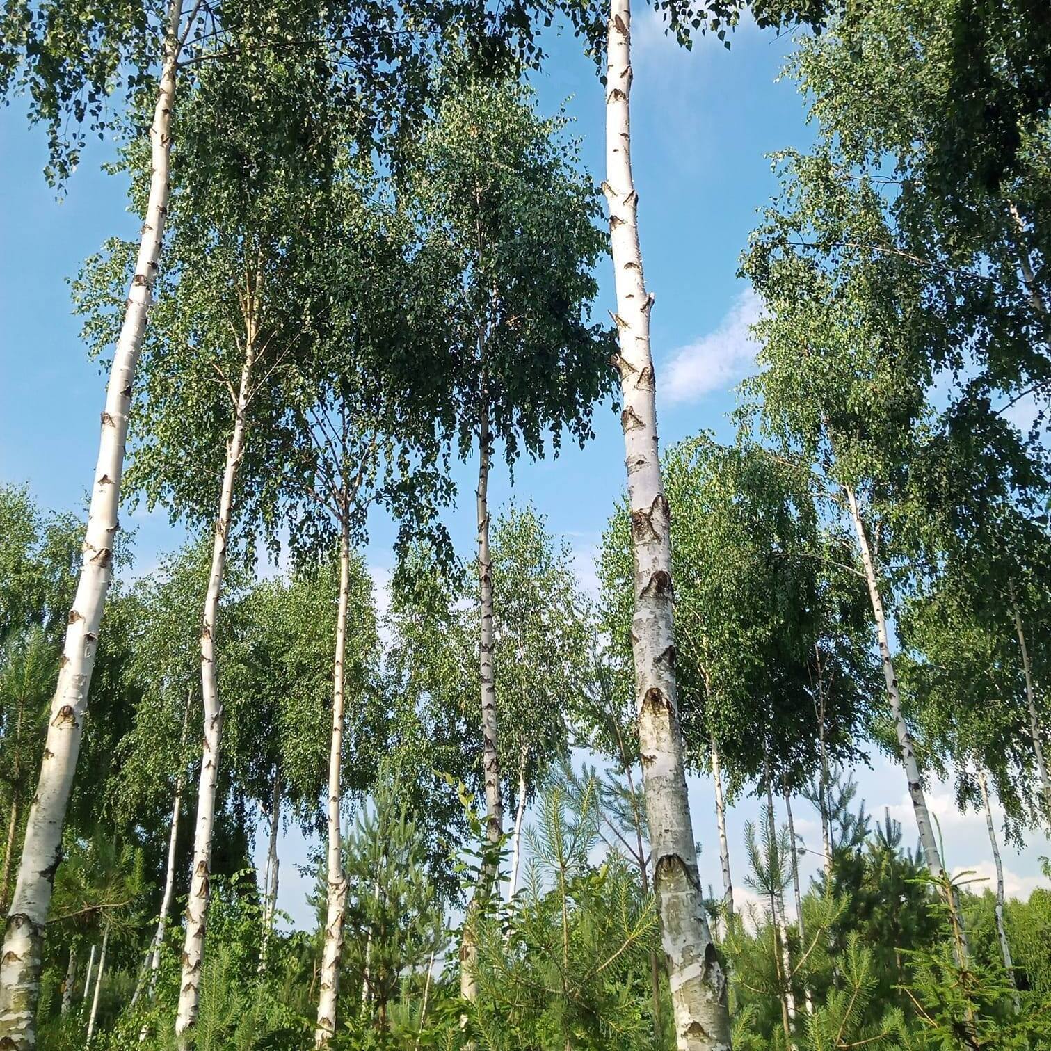 Fundacja Angustam Portam - logo