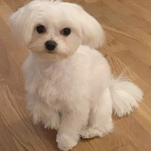 Ori