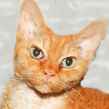 Habibi Cats