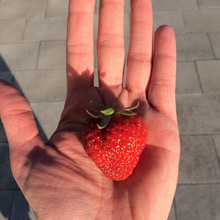 Katarzyna Gracz-Madsen