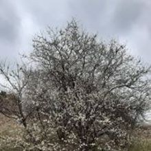 Kaśka Pańczak Pikos