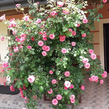 Anonimowa Pomagaczka