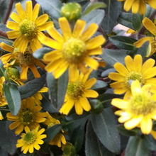 Katarzyna Maciaszczyk