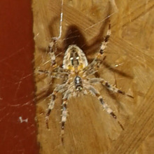 brushtomas painting decorating london