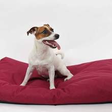Pysia Jack Russell Terrier