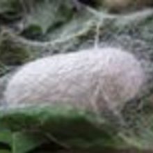 Grzesiek VVereszczyński