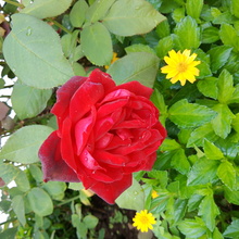 Krystyna Szymańska - Wilkiewicz