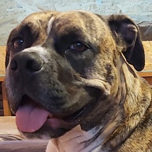 Mirosław Niewiadomski