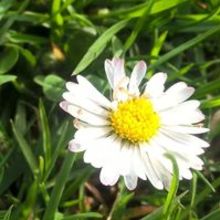 Monika Katarzyna Tomaszek