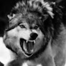 Wolf Snow
