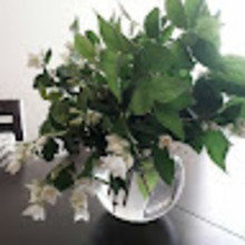 Marianna Szulczewska