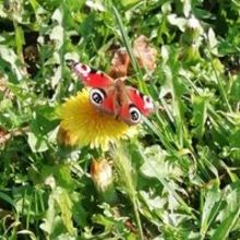 Ewa Antoniewicz-Gawron