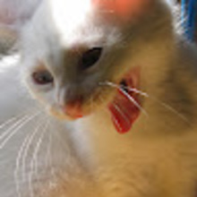 Anonimowy Darczyńca