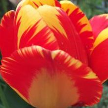 Alicja Świniańska-Nikiel