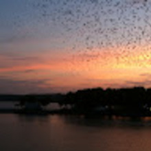 Angelika Macherzyńska