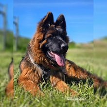 Leczenie dysplazji stawów łokciowych