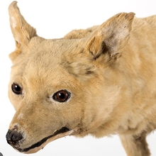 Buruś