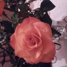 Patrycja Styczyńska